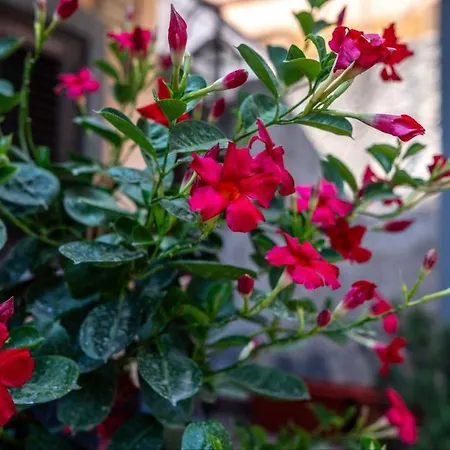 Giustega Гостевой дом